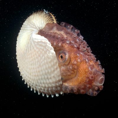 The argonaut, or paper nautilus, is actually an octopus. Females make a parchment-like shell to carry incubating eggs and control where they swim in the water column. Photo by Fred Bavendam, Nat Geo Image Collection
