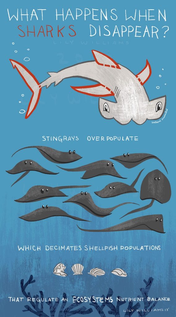 Shark infographic demonstrating that when sharks disappear stingrays overpopulate resulting in a reduction in shellfish