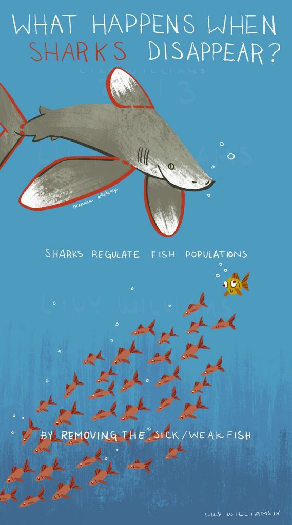 Infographic demonstrating that sharks help regulate fish populations by removing sick or weak prey