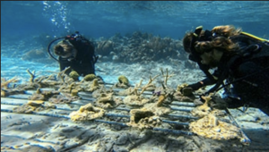 Bahamas_CoralCleaning