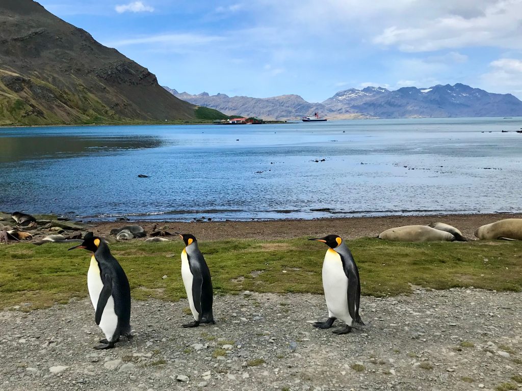 Penguin encounters in Grytviken