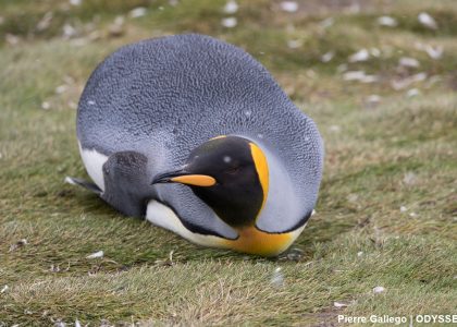 PenguinSGeorgia4