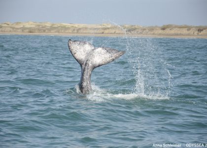 grey_whale_fluke1