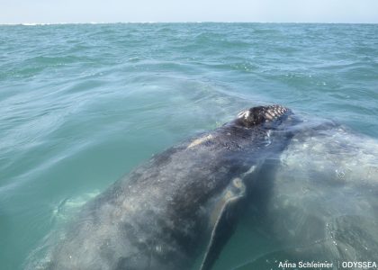 grey_whale_pair2