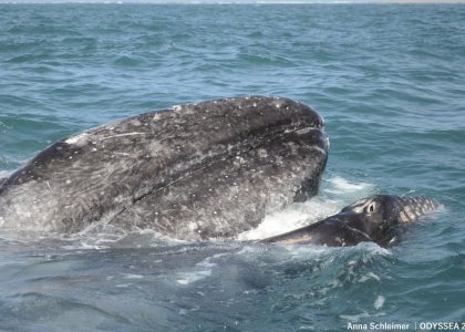grey_whale_pair3