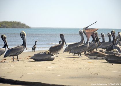 pelicans1