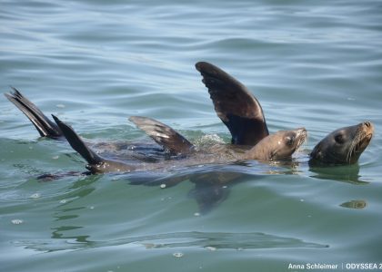 sea_lions2