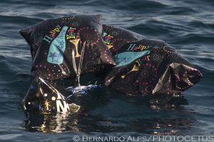 Whale watching trip aboard Scott's boat off the Palos Verdes Peninsula, CA, on January 5, 2014. Photo © Bernardo Alps/PHOTOCETUS. All rights reserved.