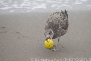Cabrillo Beach, San Pedro, CA, on January 24, 2014. Photo © Bernardo Alps/PHOTOCETUS. All rights reserved.