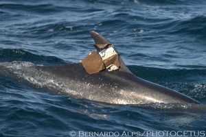 All-day whale watching trip aboard the Ocean Adventures out of Dana Wharf off Dana Point, CA, on June 27, 2014. Photo © Bernardo Alps/PHOTOCETUS. All rights reserved.