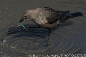 Alpine Village parking lot, Torrance, CA on January 28, 2013. Photo © Bernardo Alps/PHOTOCETUS/All rights reserved.