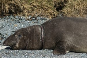 Point Piedras Blancas, CA, February 7, 2013. Photo © Bernardo Alps/PHOTOCETUS. All rights reserved.