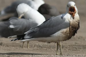 Dockweiler State Beach, El Segudo, CA on February 10, 2013. Photo © Bernardo Alps/PHOTOCETUS/All rights reserved.