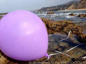Seabird and marine mammal foraging study at White's Point in San Pedro, CA on July 22, 2013. Photo © Bernardo Alps/PHOTOCETUS. All rights reserved.