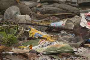 Marina Del Rey, CA, on November 21, 2013. Photo © Bernardo Alps/PHOTOCETUS. All rights reserved.