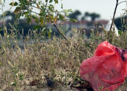 Cabrillo Beach, San Pedro, CA, May 24, 2012. Photo © Bernardo Alps/PHOTOCETUS. All rights reserved.