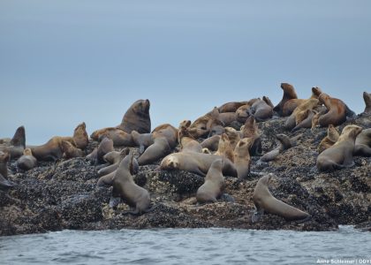 sea_lion_colony