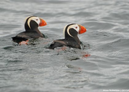 tufted_puffins