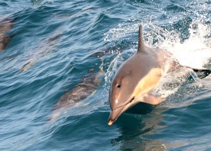 Common dolphin