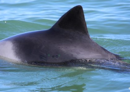 20180803_60D_IMG_0216_WVB Nanuuq (SE)