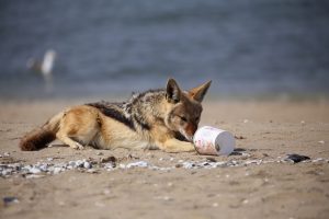 A jackal eating out of a yoghurt tub, a reminder of human impact. Photographer: Monique Laubscher