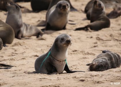 20180812_6D_IMG_0218_WVB Pelican Point survey (MLaubscher)