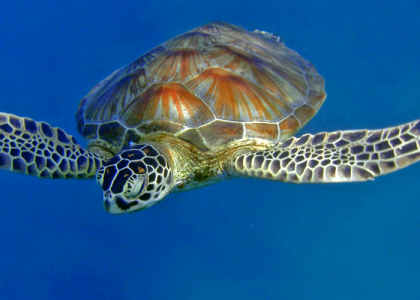 Chelonia mydas juvénile